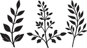 three different types of leaves and plants vector