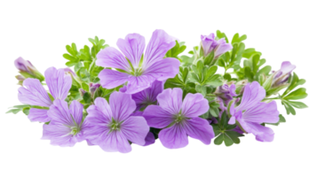 Beautiful purple flowers blooming with green leaves in a natural setting during a sunny day in spring png