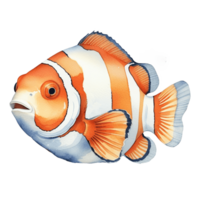 watercolor of an orange and white clown fish on a transparent background png