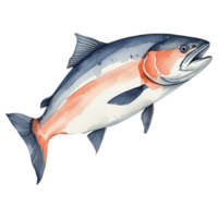 salmon fish illustration, watercolor illustration, watercolor illustration png