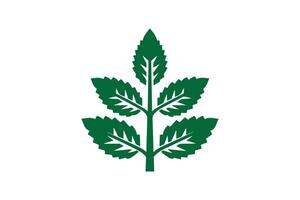 A green leaf icon on a white background vector