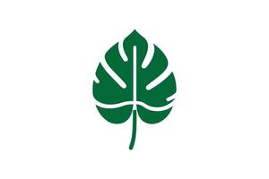 A green leaf on a white background vector