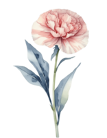 watercolor illustration of carnation flower on transparent background png