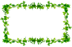 Ivy, square frame vine frame leaf vine circle Isolate on transparent background file png