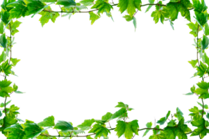 Ivy, square frame. vine frame leaf vine circle Isolate on transparent background file. Long vine clusters. png