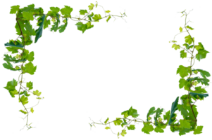 Ivy, square frame. vine frame leaf vine circle Isolate on transparent background file. Long vine clusters png