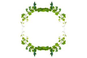 Ivy, round frame vine frame leaf vine circle Isolate on transparent background file png