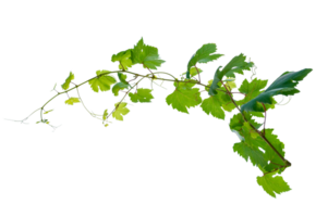 Ivy bunch. vine frame leaf vine circle Isolate on transparent background file png