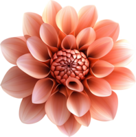 Detailed close-up of a flower in full bloom showcasing its vibrant hues symmetrical petal arrangement and intricate patterns png