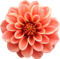 Close-up of a peach flower showing the geometric perfection in nature's patterns with delicate petals arranged symmetrically png