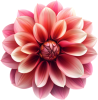 A captivating close-up of a dahlia flower showcasing its intricate layers of pink and red petals creating a mesmerizing floral display png
