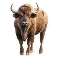 3D Powerful Bull Standing with Sharp Horns on Transparent Background png