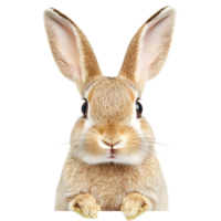 Cute Rabbit With Big Ears And Big Eyes On Transparent Background png