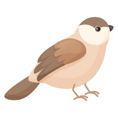 Cute brown bird on white background. Flat cartoon character design. Bird icon, budgie, sparrow, canary. illustration isolated on white background.