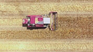 red harvester Operating in agricultural field, directly above Aerial view video