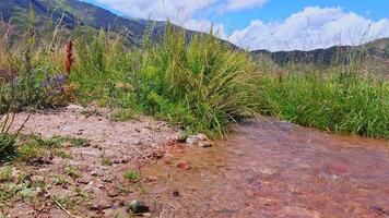 creek surrounded with green wild grass with mountains in the background video