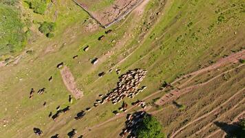 sheep and cows are moving to cattle pen on green mountain slope, drone view from above video
