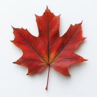 Single Autumn Leaf on Plain Background. A Detailed View of a Leaf's Colors and Texture. Illustrative of Autumn's Arrival. A Close up of Vivid Fall Colors. Simple Composition with a Single Leaf photo