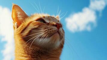 Ginger cat gazes skyward, whiskers glistening in sunlight against a backdrop of a perfect blue and fluffy clouds on a serene day. photo