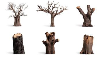 A set of different types of dead trees photo