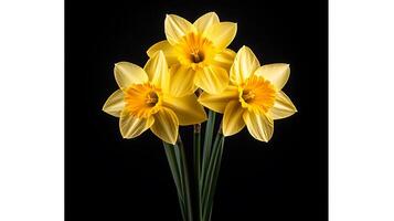 Three yellow daffodils are in a vase against a black background photo
