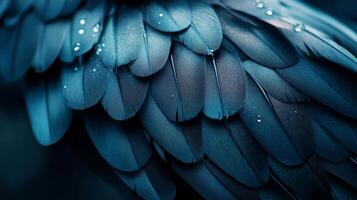 The image features a mesmerizing close-up of blue bird feathers, showcasing intricate textures and sparkling droplets of water that enhance its artistic allure. photo