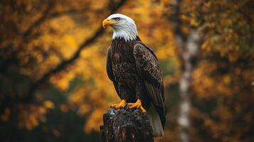 Majestic bald eagle perched on a tree stump, gazing into the distance. Autumn leaves provide a colorful backdrop, showcasing its strength. photo
