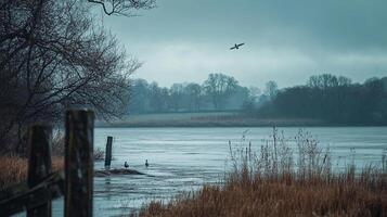 Overcast day on the lake. A bird is flying overhead. Tranquil nature scene with tall grass, still water, and moody gray sky. photo