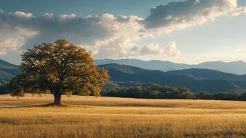 Lone tree stands on golden grassland. The sky is overcast with blue sky peering through the white clouds. Mountains in the background. photo