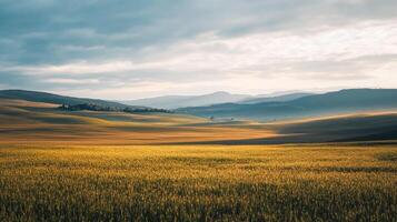 Expansive golden wheat field under a serene sky, rolling hills in the distance, creating a tranquil landscape. A picturesque scenery. photo
