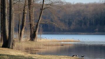 Lakeside view with trees, reeds, and birds creating a serene natural scene, perfect for contemplation and outdoor enjoyment. photo