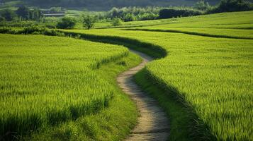A winding path cuts through lush green fields under the sunlight, leading towards trees on the horizon. photo