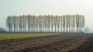 Winter row of bare trees stretch across the landscape. Farm fields are in foreground in this scenic view. photo