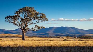 Idyllic landscape of a large tree in a grassy field with mountains in the background under a blue sky with wispy clouds on a sunny day. photo