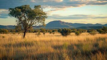 Serene Australian outback landscape featuring golden grasslands, a lone tree, and distant mountains under a partially cloudy sky. photo