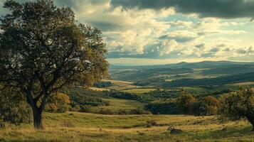Scenic vista of rolling hills under a cloudy sky, featuring a prominent tree in the foreground, showcasing natural beauty and tranquility. photo