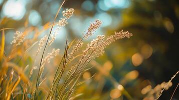Golden hour illuminates tall grass, creating a soft, glowing natural scene with bokeh highlights and gentle sunlight on plants. photo