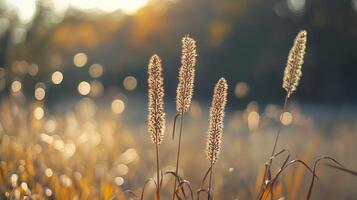 Golden hour illuminates field grasses, creating bokeh and a warm, natural scene that evokes peace and tranquility. photo