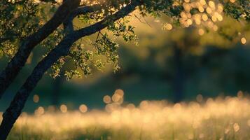 Golden light filters through a tree's branches, creating a warm bokeh effect in the grassy field below. Nature's glow. photo