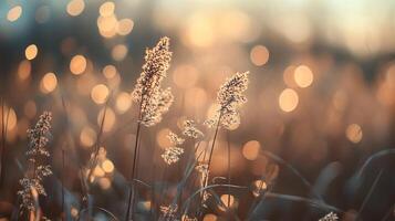 Golden hour light illuminating delicate seed heads in a field, creating a serene and warm atmosphere with bokeh background. photo
