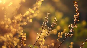 Golden hour illuminates delicate flower stalks, creating a dreamy and warm nature scene with blurred bokeh highlights. photo