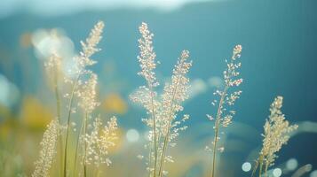 Delicate blades of grass sway gently in the breeze against a soft, ethereal backdrop, capturing a serene moment in nature. photo