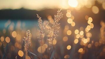 Golden hour illuminates tall grasses in a serene field. A picturesque scene of nature's beauty with soft bokeh effect. Tranquil landscape. photo