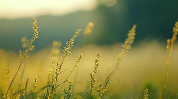 Close-up of golden grasses in a field, illuminated by warm light, capturing nature's subtle beauty in a serene outdoor setting. photo