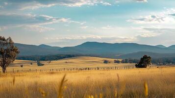 Golden field stretches towards distant, hazy mountains under a partly cloudy sky, evoking peace and tranquility. Pastoral scenery. photo