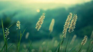 Golden grasses bathed in soft, ethereal light. A serene meadow scene, perfect for peaceful reflection and nature appreciation. photo