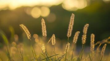 Sunlit grass sways gently in the breeze, bathed in golden light, evoking a sense of serenity and natural beauty on a quiet afternoon. photo