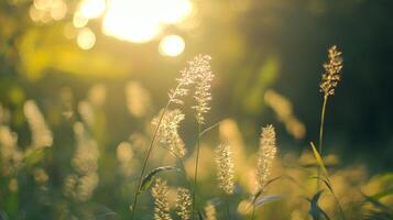 Golden hour illuminates a field of tall grass, creating a warm and inviting scene. Nature's beauty shines in the soft sunlight. photo
