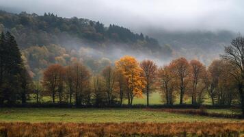 A vibrant gold tree stands out amidst the autumn landscape. Mist hangs over the forest on a calm, overcast day, creating serene scenery. photo
