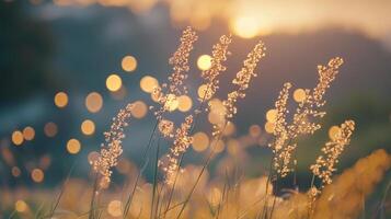 Golden grass glistens in the soft light, creating a dreamy, tranquil ambiance with blurred bokeh in the background. Serene and inviting. photo